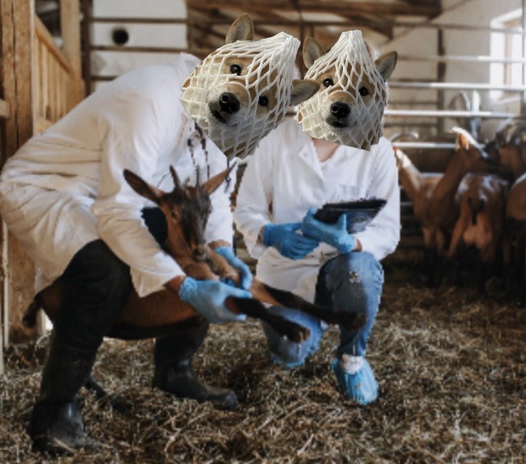 Wrapped Dog Favorites tweet media