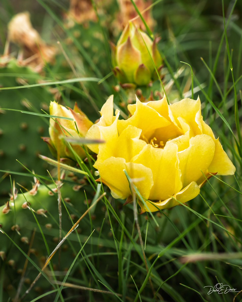 David Davis tweet media