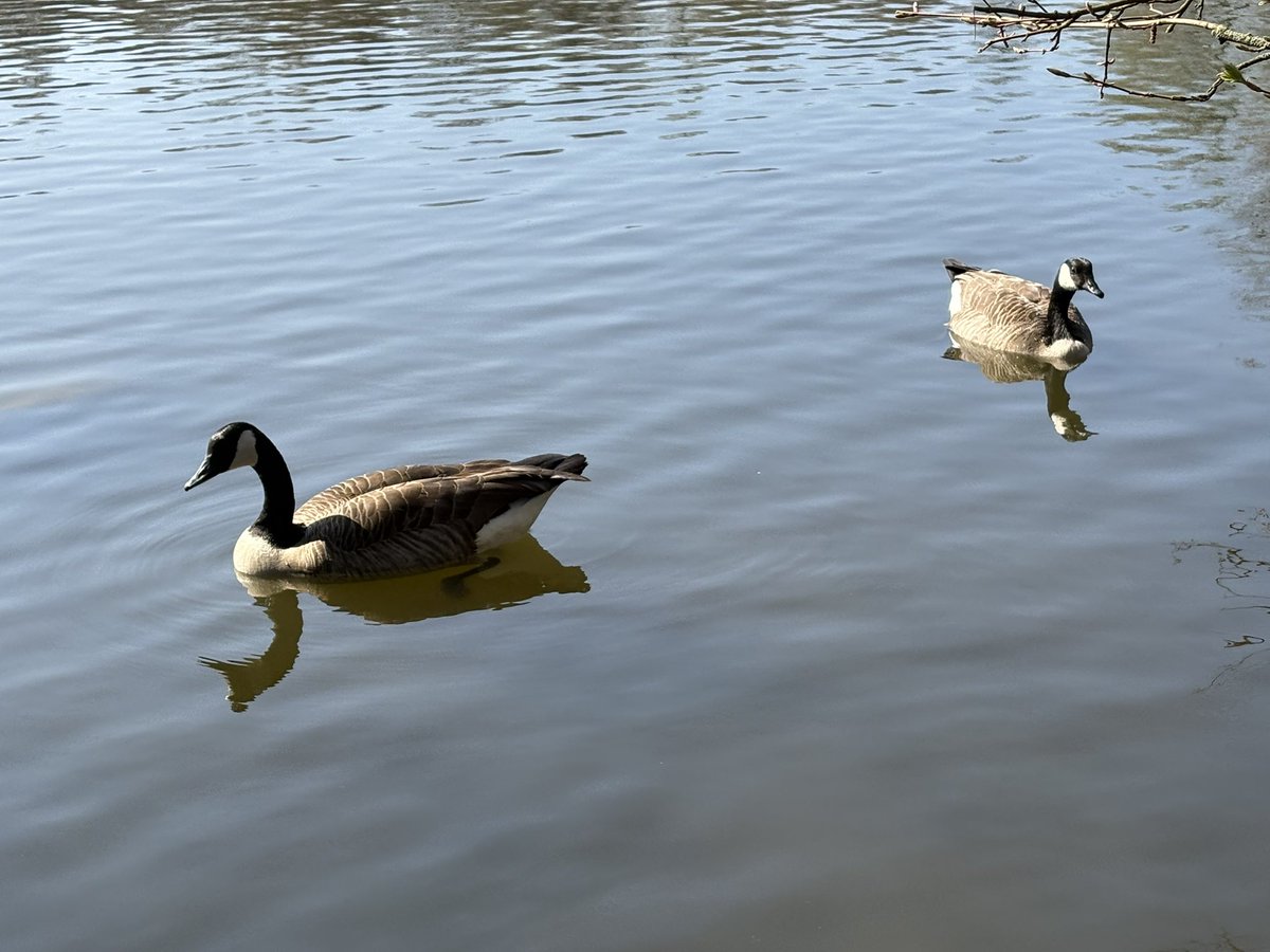 Rosander tweet media