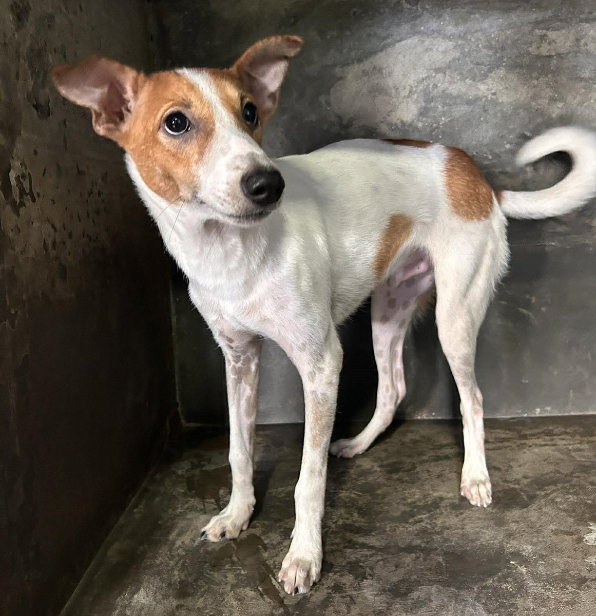 Animal SOS Sri Lanka tweet media