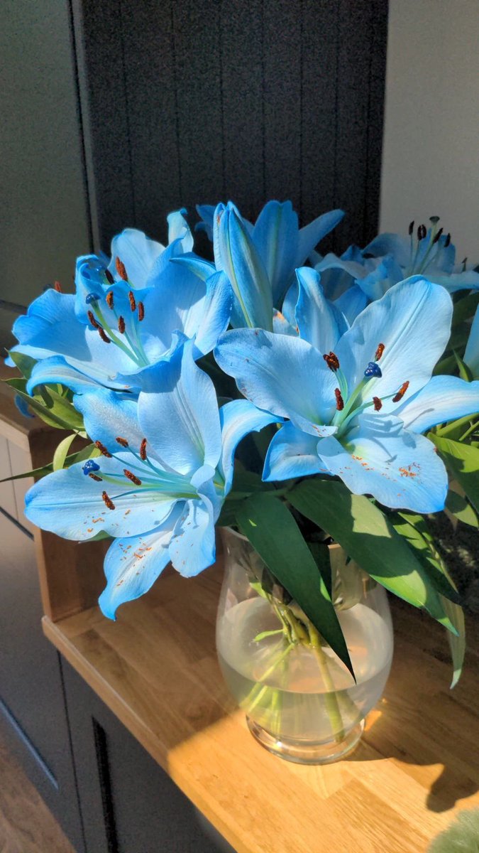 dhctxt's tweet image. Si jamais #il voit ce tweet, je veux ces fleurs un jour voilà