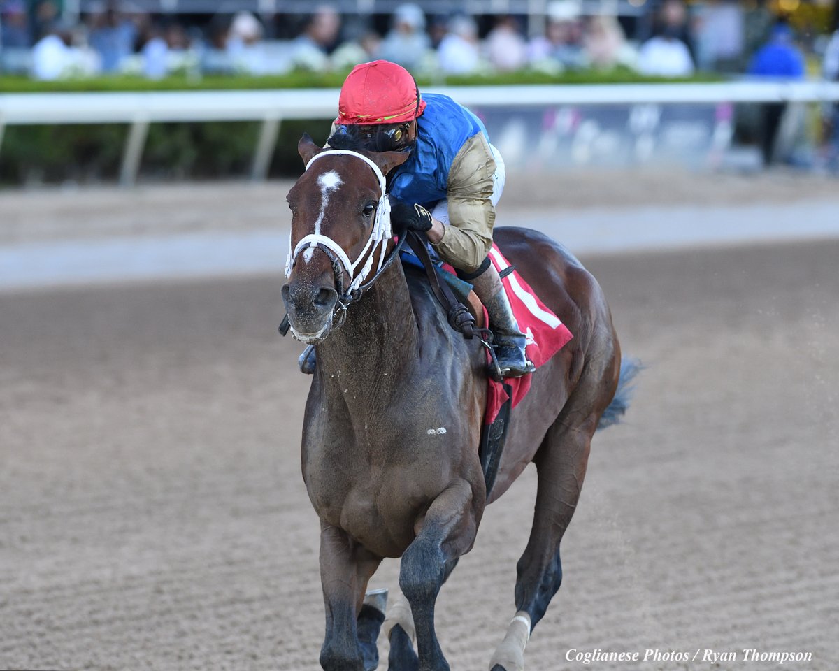 sdhorserace tweet media