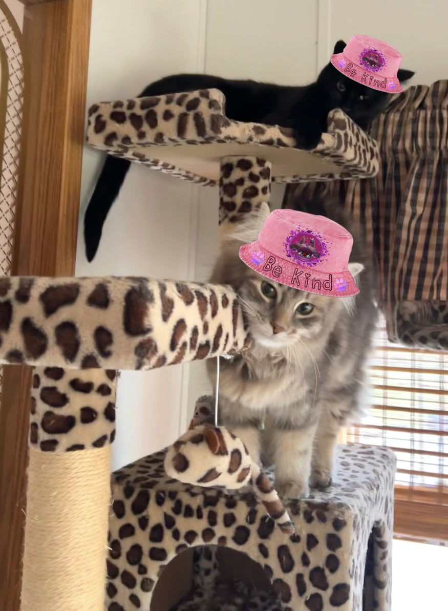 💖✨🌈Sadie Lynn 🪽✨💖 tweet media