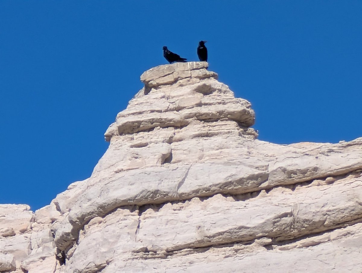 Loralee Logan 🌻🌻🌻 tweet media