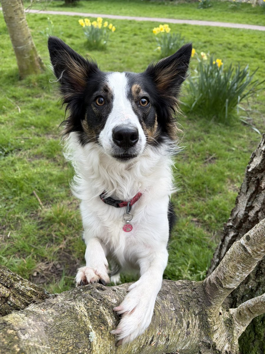 Puppy Bess and Auntie Kes tweet media