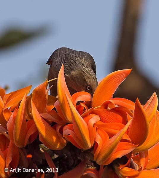 orijeet's tweet photo. Unmistakably #Palash. Butea monosperma. Loved by Chestnut-tailed Starlings and other birds. And the Bees. The true harbinger of spring.
Famous for the status quo phrase ‘Dhak ka teen Paat’ because of its large trifoliate leaves.
Photographed a few years back in Baishnabghata Patuli Township, Kolkata.
@dharmkhandal @ParveenKaswan @rameshpandeyifs @deepnpandey @ForestRajasthan @delhidefence @VijayDhasmana5