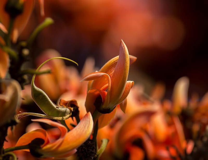 orijeet's tweet photo. Unmistakably #Palash. Butea monosperma. Loved by Chestnut-tailed Starlings and other birds. And the Bees. The true harbinger of spring.
Famous for the status quo phrase ‘Dhak ka teen Paat’ because of its large trifoliate leaves.
Photographed a few years back in Baishnabghata Patuli Township, Kolkata.
@dharmkhandal @ParveenKaswan @rameshpandeyifs @deepnpandey @ForestRajasthan @delhidefence @VijayDhasmana5
