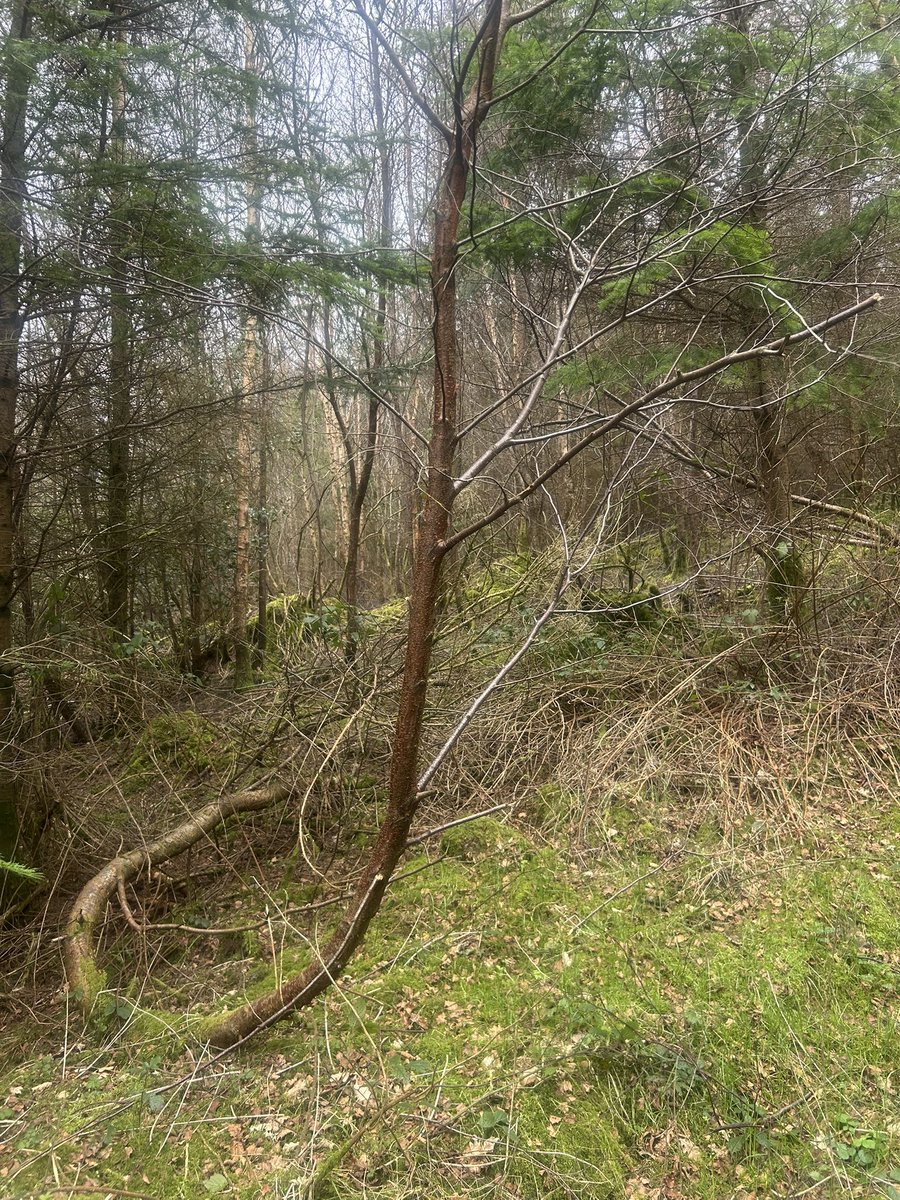 P 🇮🇪 #StandWithUkraine tweet media