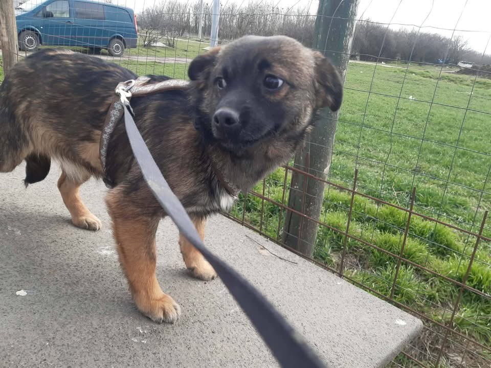 Treue Pfoten e.V.🐕🐩🐕🦺🦮 tweet media