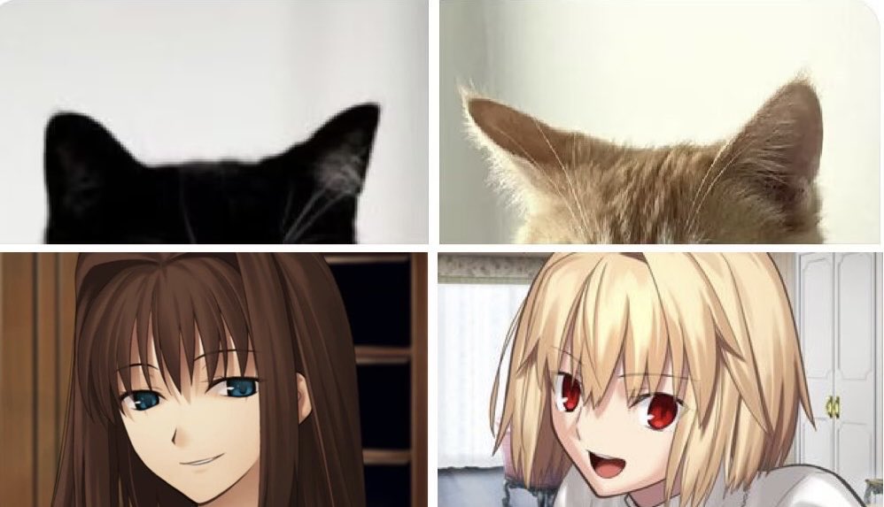 nekohaku ᥫ᭡ tweet media