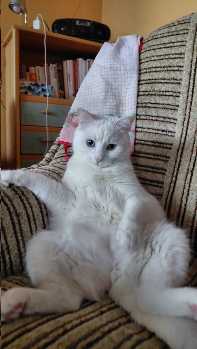 Lichi & Chili ❤️ tweet media