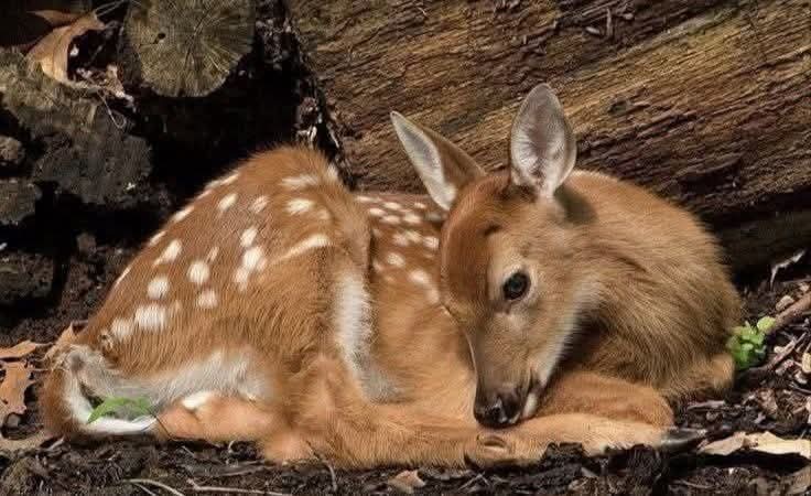 Mohammad Alghnmiein tweet media