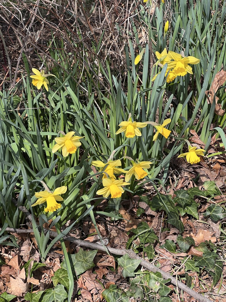 Janine M. Ziermann-Canabarro, PhD tweet media