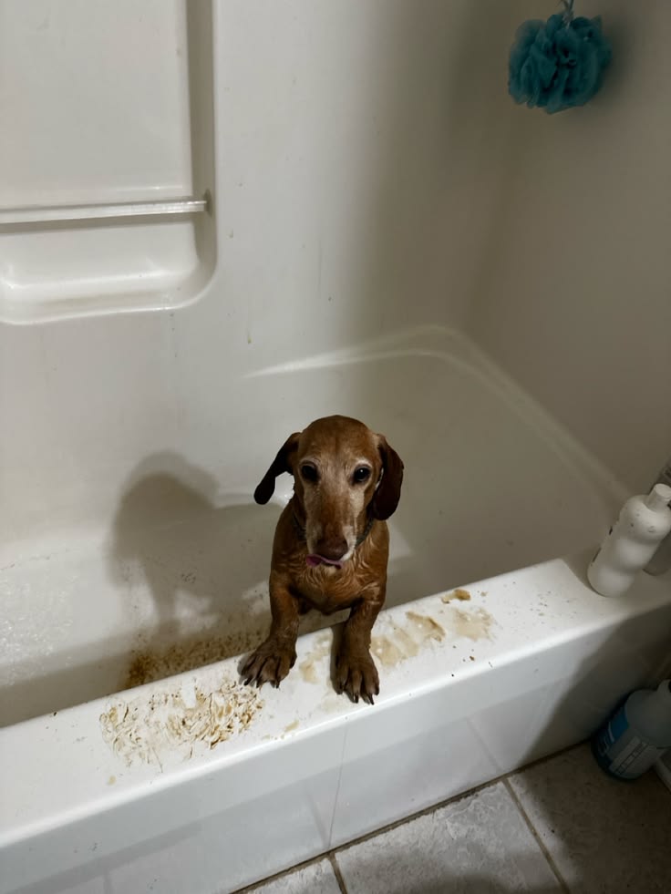 Dachshund Heaven USA tweet media