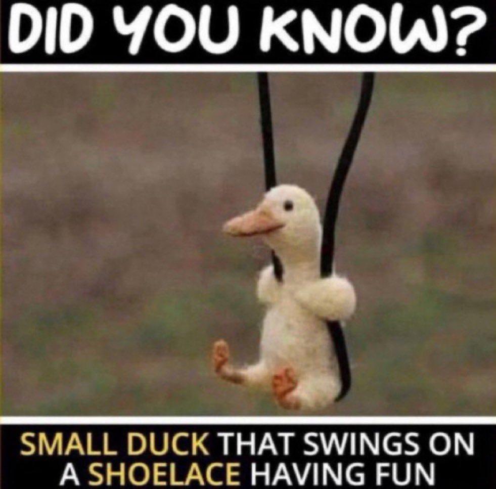 rin riley tweet media