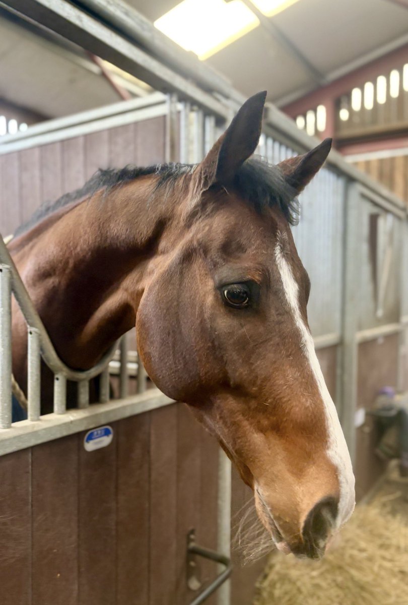 Ally 🏇🏻 tweet media