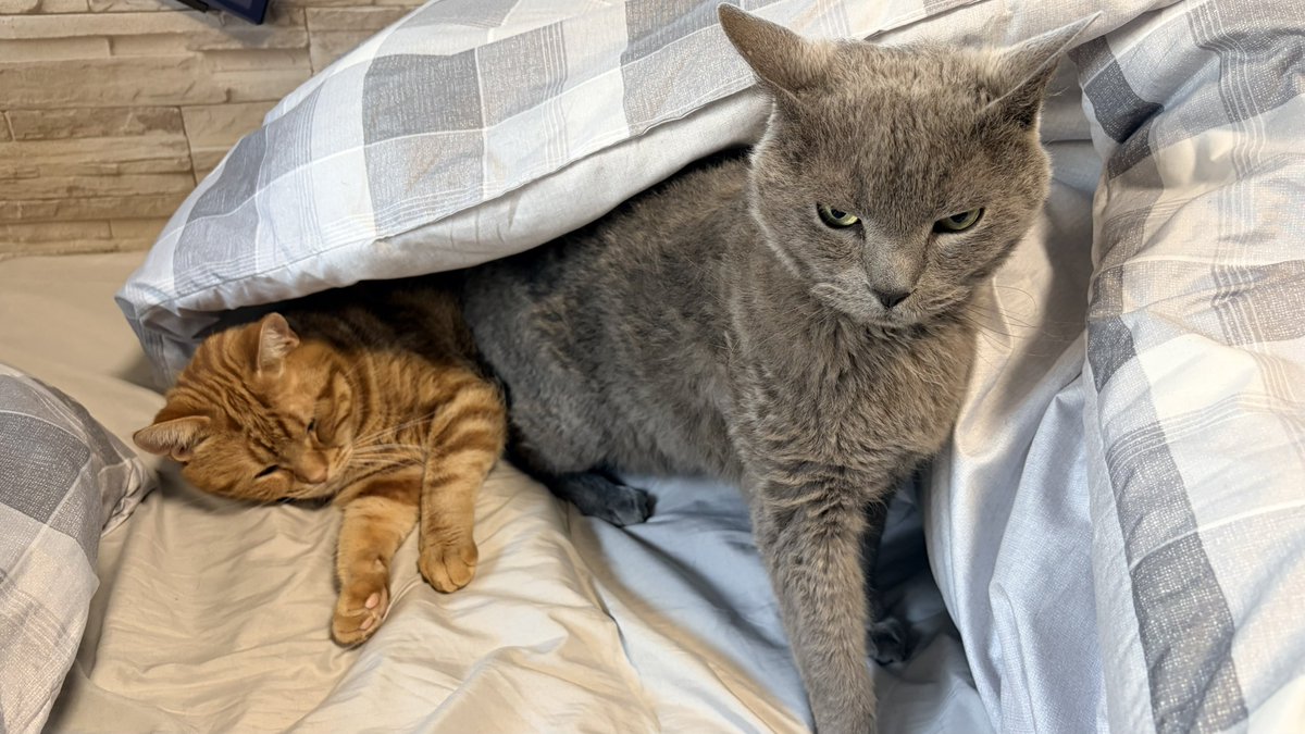 ねこちあ tweet media