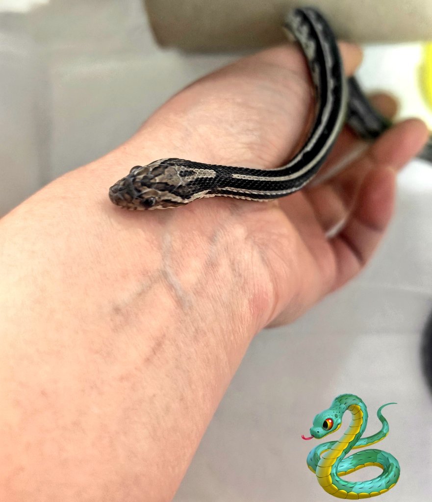 Timid Viper✨🥺