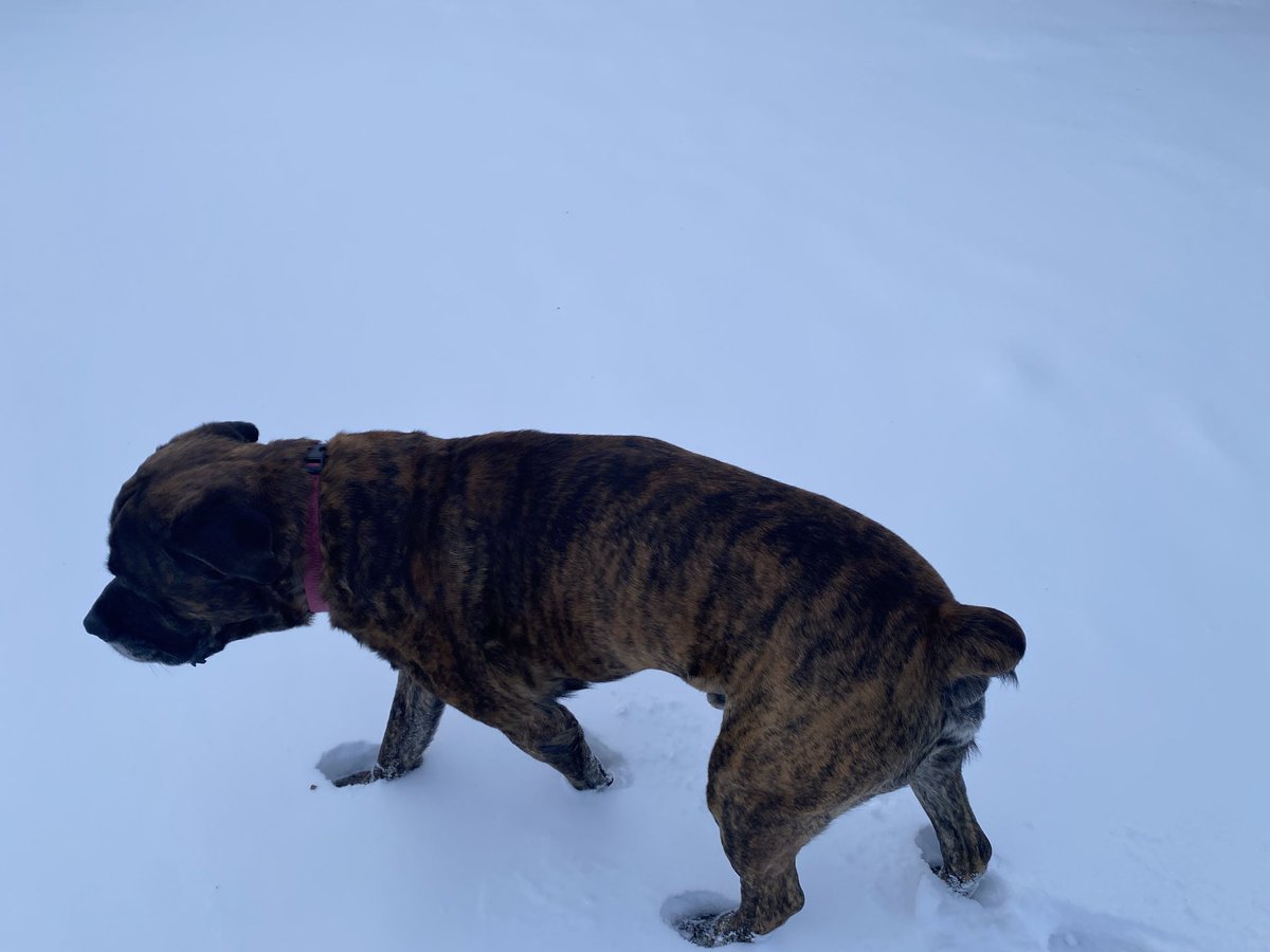 David Lewis | The Rogue Agent tweet media