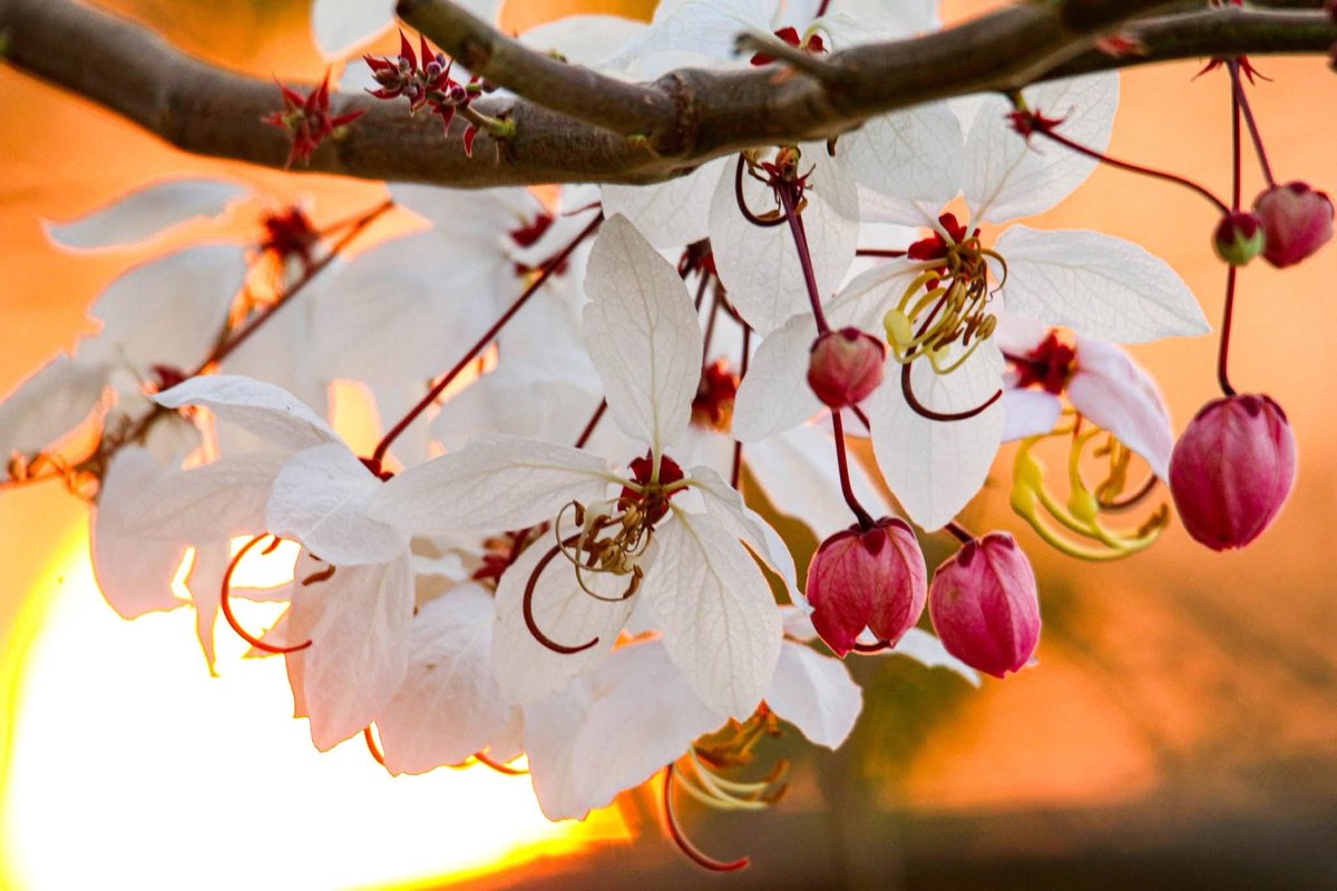 กรมอุทยานแห่งชาติ สัตว์ป่า และพันธุ์พืช tweet media