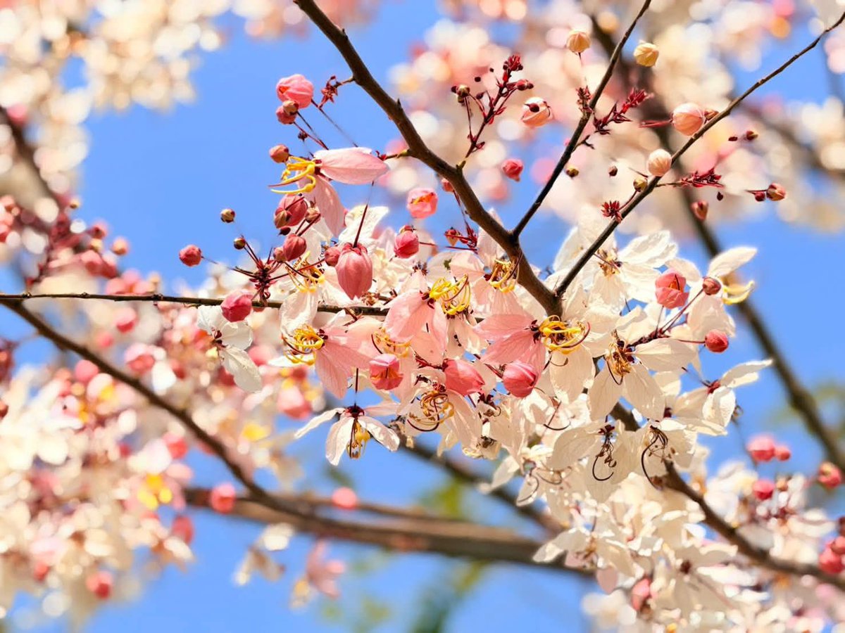 กรมอุทยานแห่งชาติ สัตว์ป่า และพันธุ์พืช tweet media