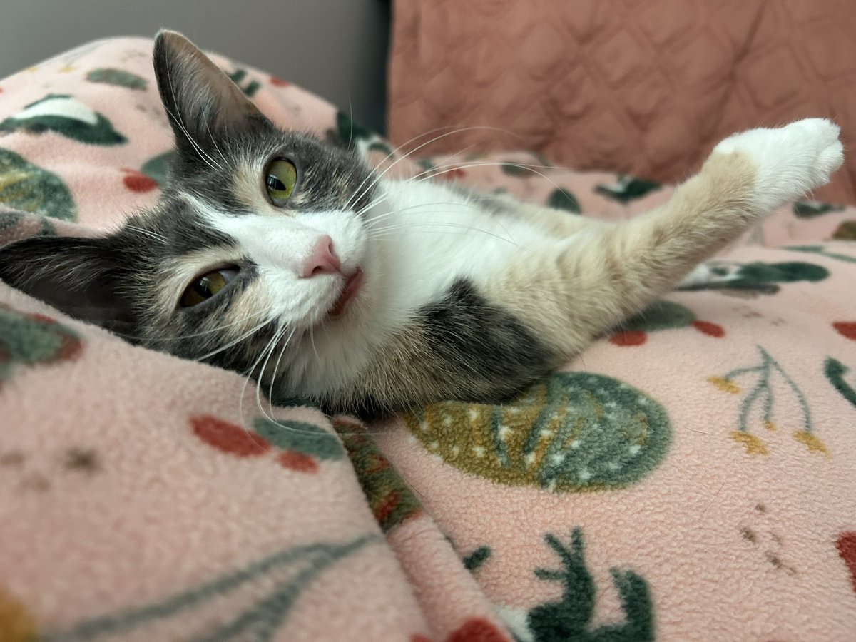 monkey & zoe ❤️ oreo 🌈 tweet media