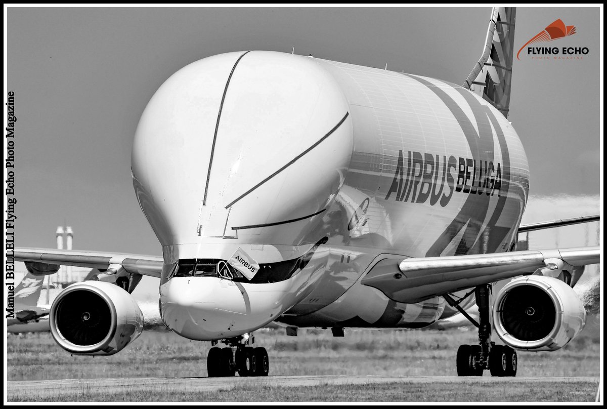 M BELLELI tweet media