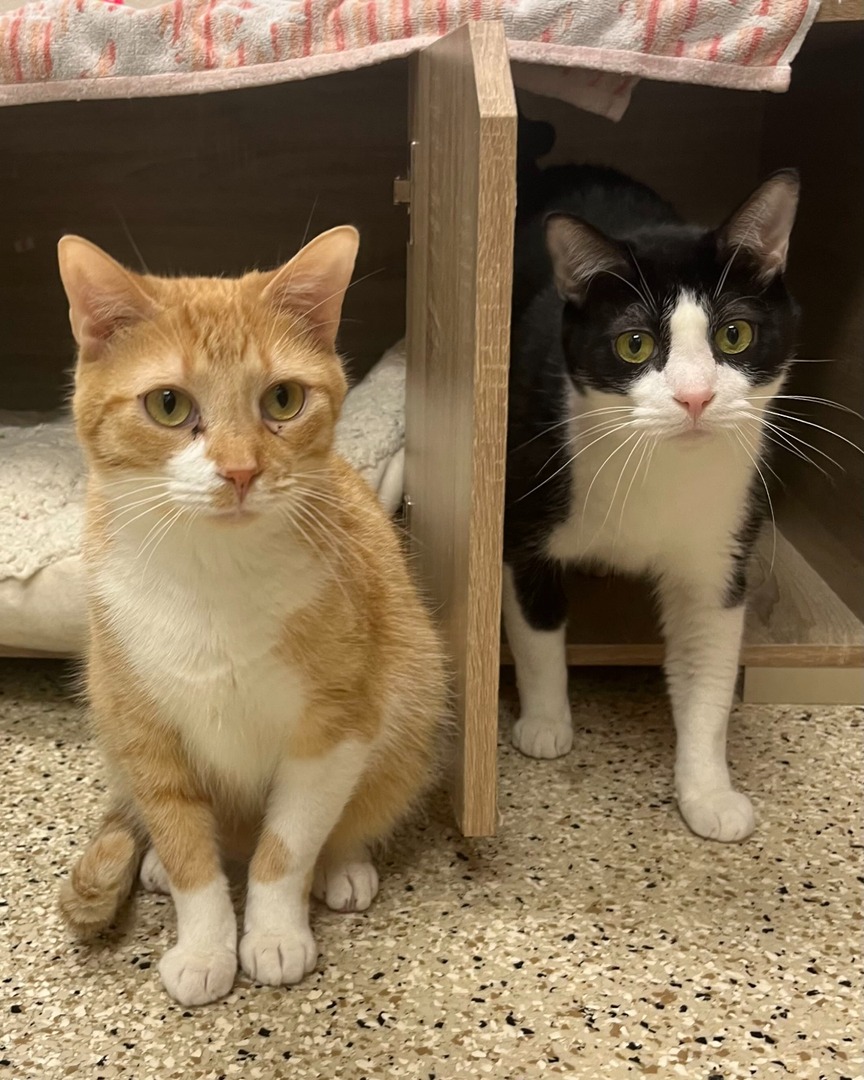 Memphis Humane Society tweet media