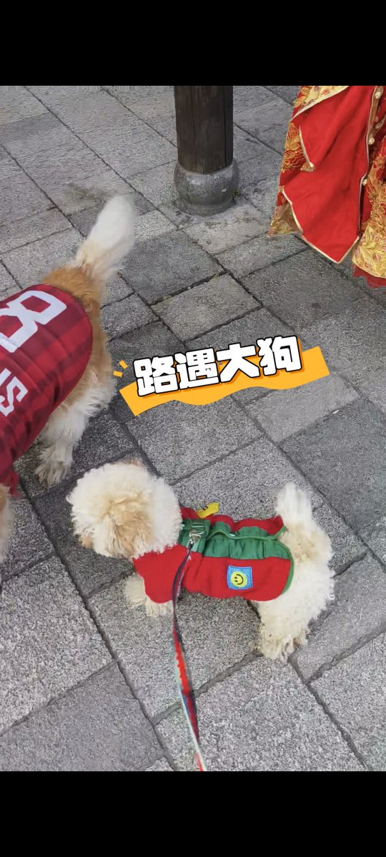 david whelan tweet media