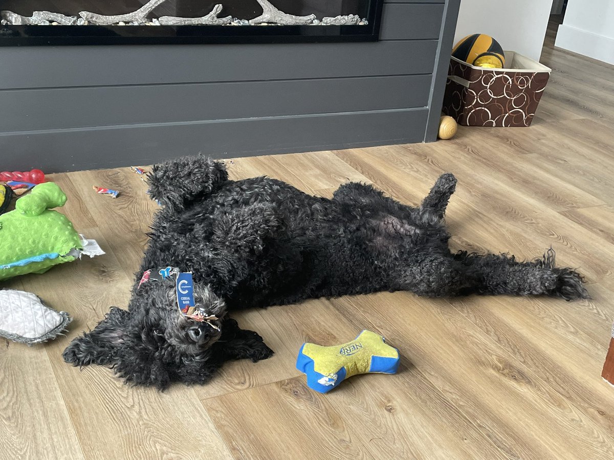 KingstonPoodle's tweet photo. My name is Maximus Decimus Meridius…my name is Jeff!!  Oh Kingston!! ❤️😂❤️🐾😍🐾😘#kingston #maximus #decimus #meridius #jeff #dog #poodle #standardpoodle https://t.co/10jUeHy9wt