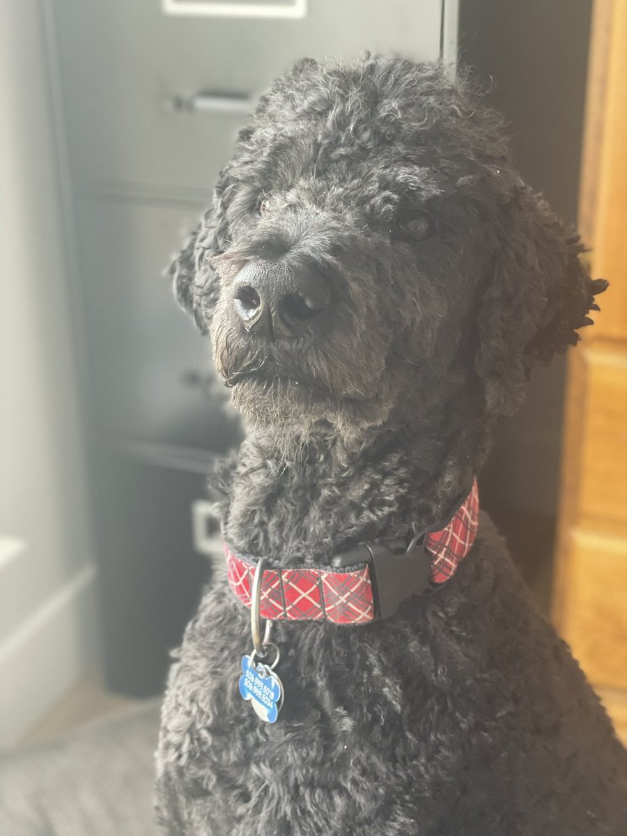 KingstonPoodle's tweet photo. My name is Maximus Decimus Meridius…my name is Jeff!!  Oh Kingston!! ❤️😂❤️🐾😍🐾😘#kingston #maximus #decimus #meridius #jeff #dog #poodle #standardpoodle https://t.co/10jUeHy9wt