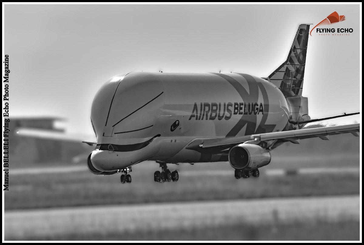 M BELLELI tweet media