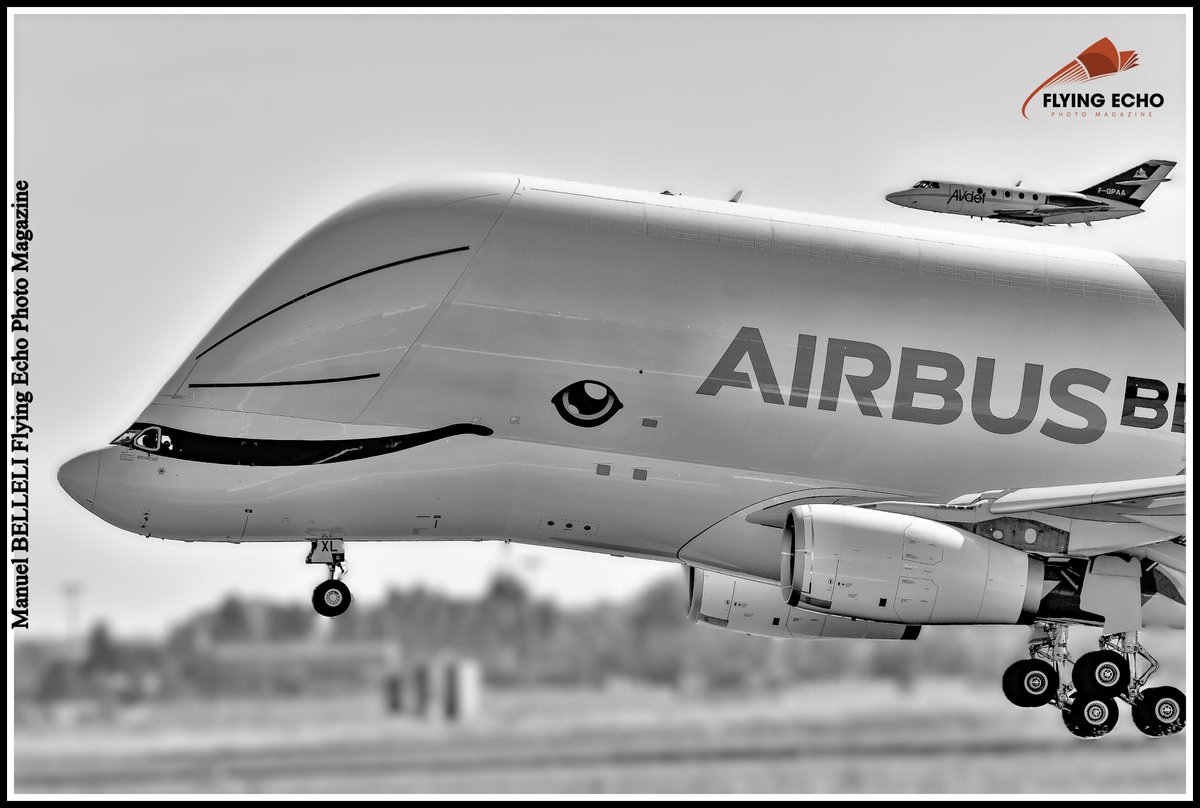 M BELLELI tweet media