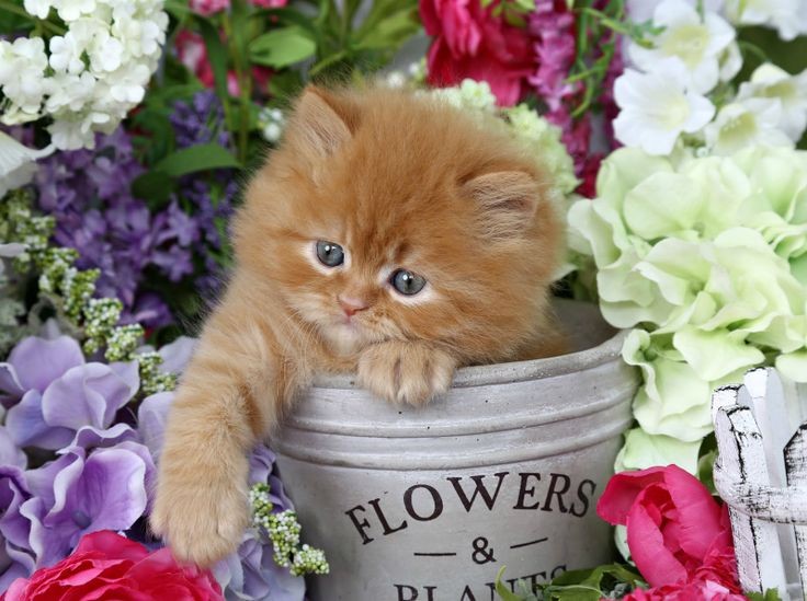 KaT~ 💀 tweet media