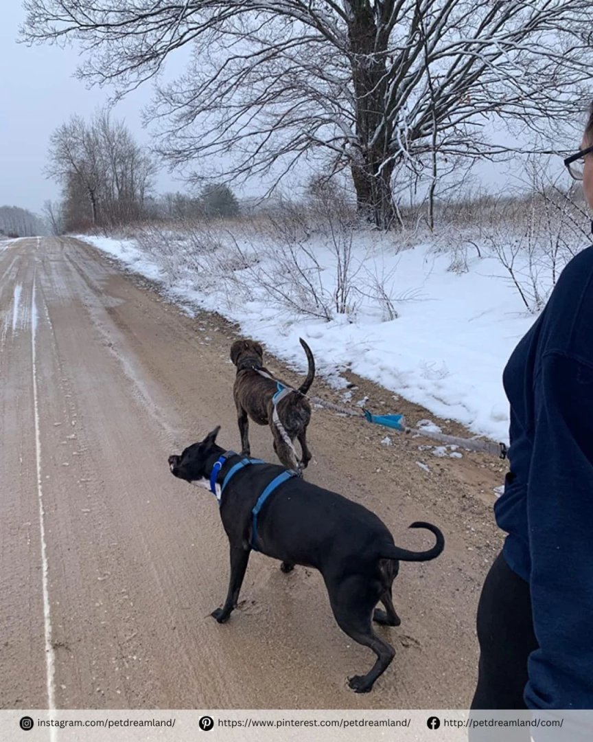 PetDreamland's tweet image. Spring is here… kind of 😜

Melting snow, muddy paths, and two happy pups who don't mind getting a little dirty. 🐶🐶🐾

Not every walk is picture-perfect — but they're always worth it.

#SpringWalks #DogLife #MuddyPaws #DogWalking #Petdreamland