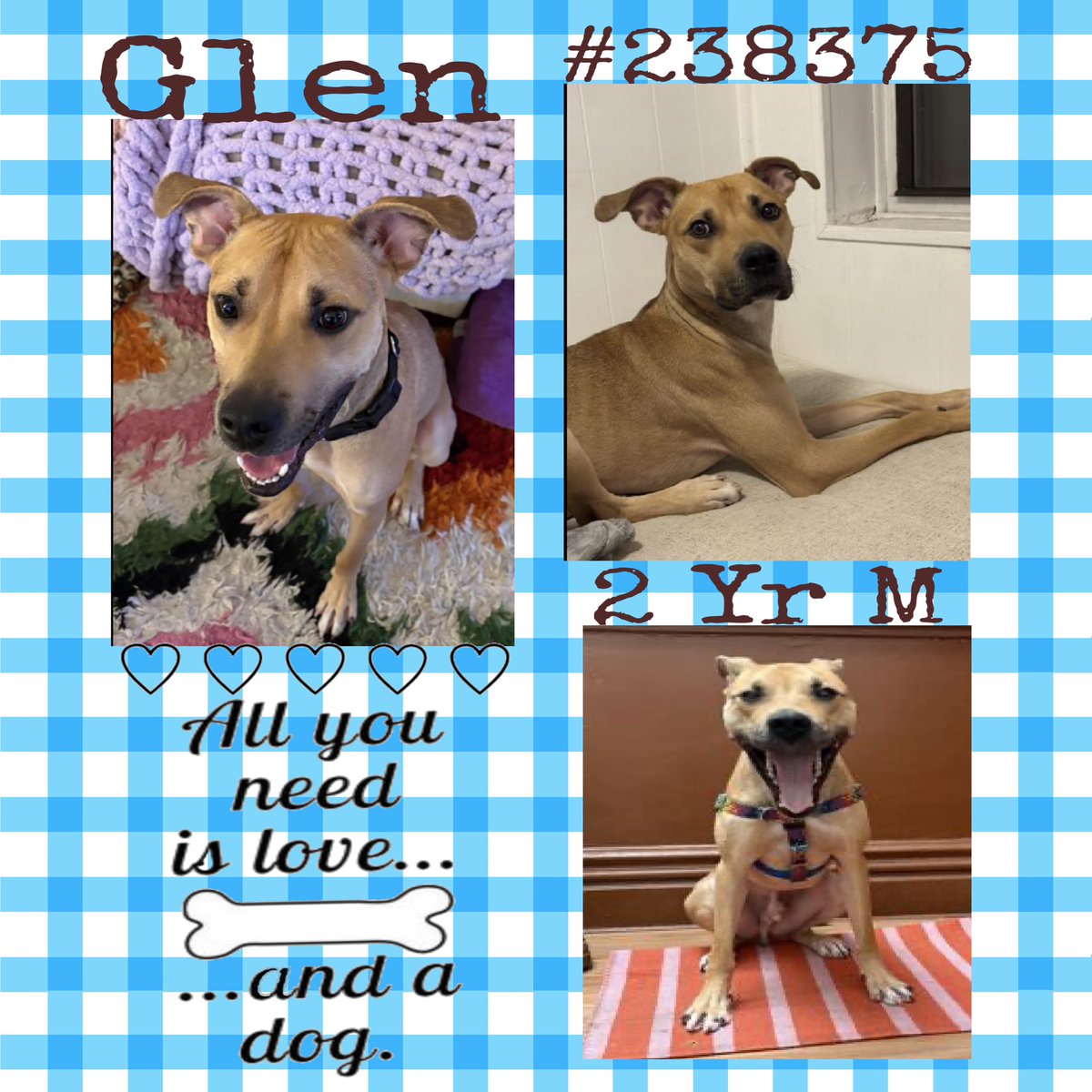 Quinnqueens's tweet image. #DogoftheDay🏆
#HiddenGem💎154+Days
🔹Glen #238375🔹
#QueensACC 2 Yr M
Sweet affectionate, big goof ball who constantly wants 2 be by his humans side. Curious, in Shelter Scholars Program &amp;amp; loves watching birds. A yummy pup cup is his fav too!—&amp;gt;#AdoptMe
nycacc.app/browse/238375