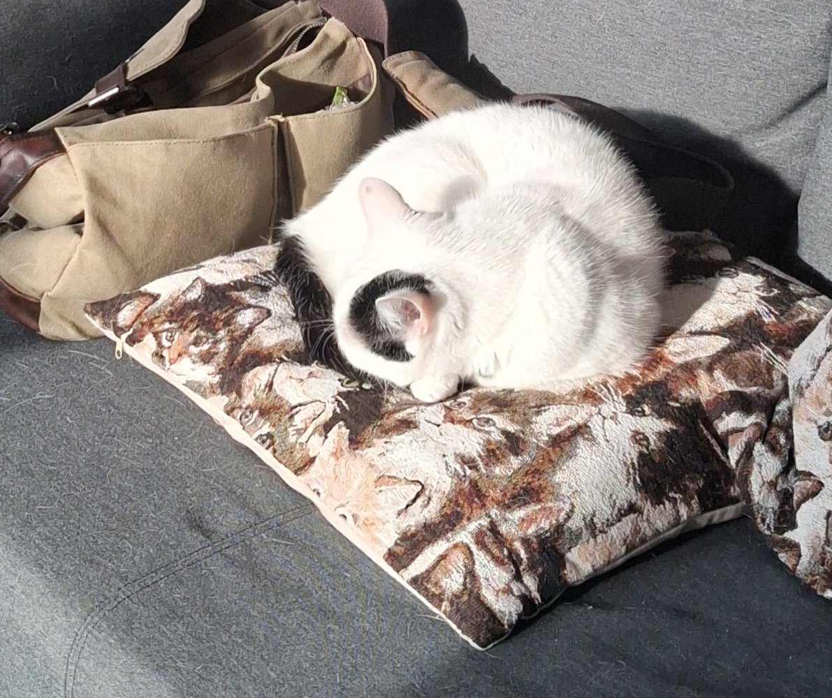 MeesterAl tweet media