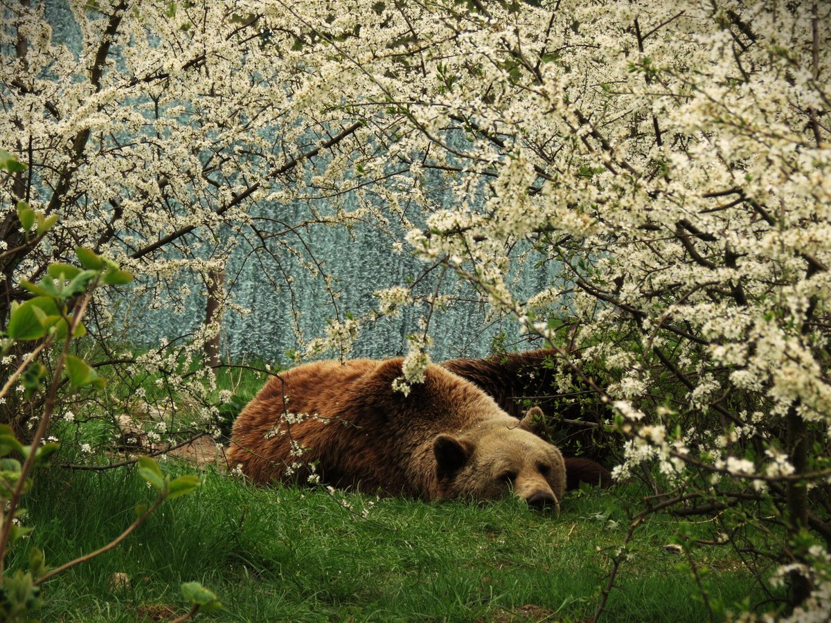 Frogmouth tweet media