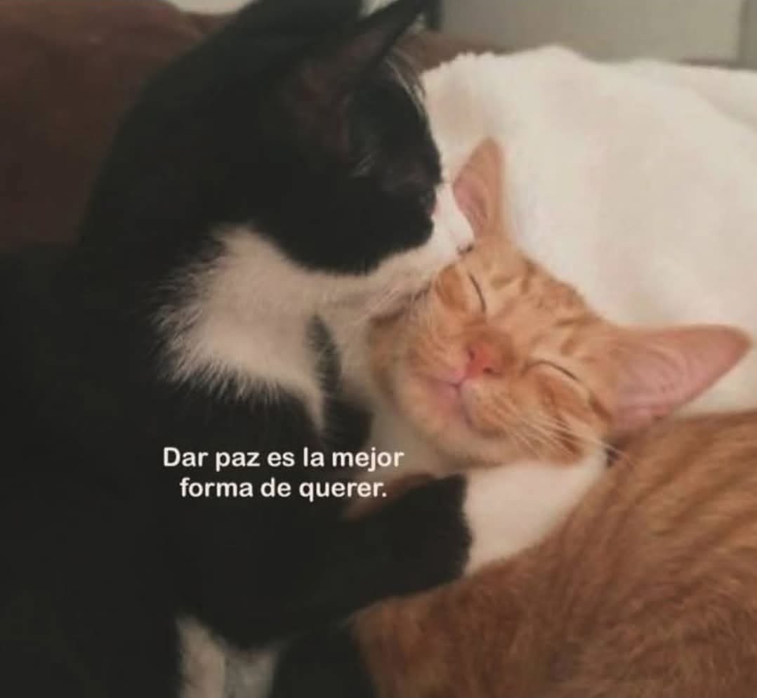 Dilo con gatitoz tweet media