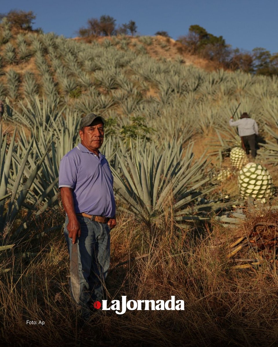 La Jornada tweet media