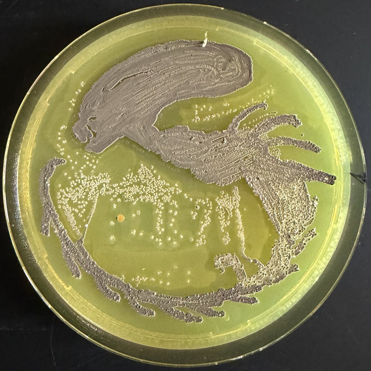 butch solid snake tweet media