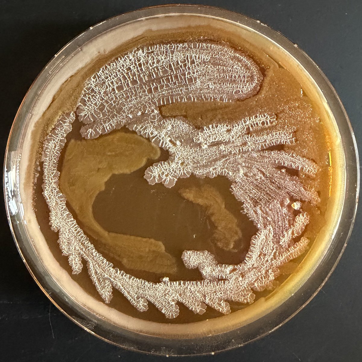 butch solid snake tweet media