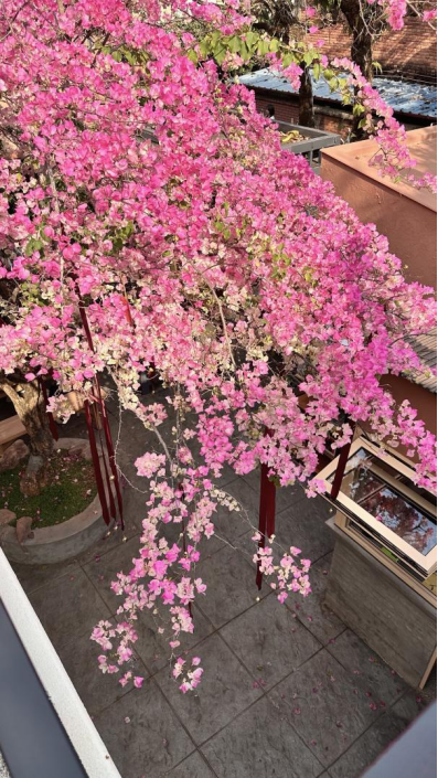 Amazing Puer tweet media