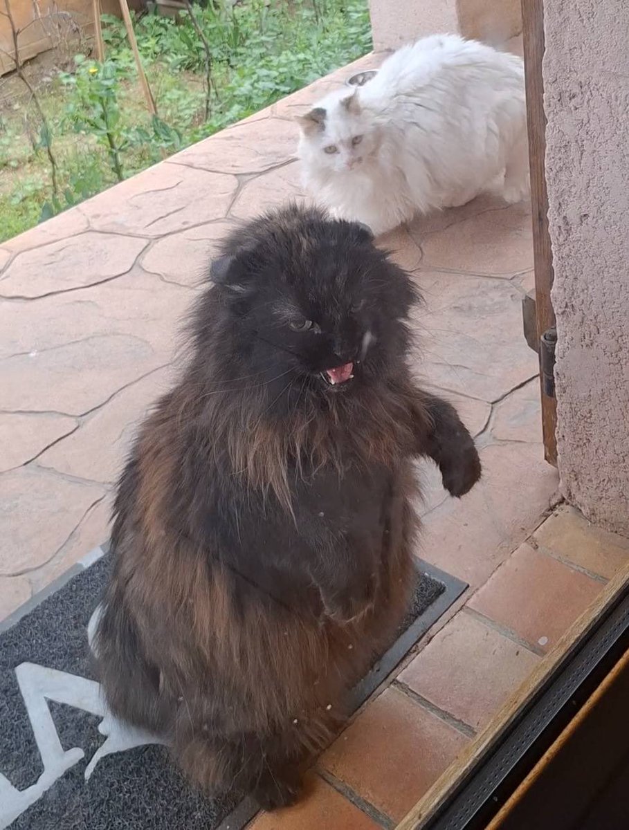 m ˚ ༘ ⋆｡˚ tweet media