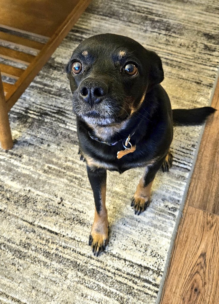 CanadianBlackBear🇨🇦 (CanadianPenny🌈) tweet media