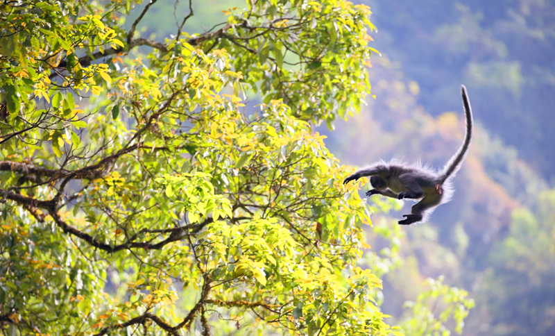 Amazing Puer tweet media