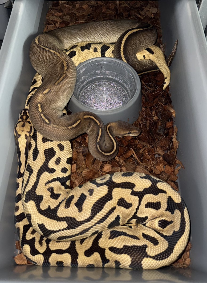 Fabulous_Park tweet media