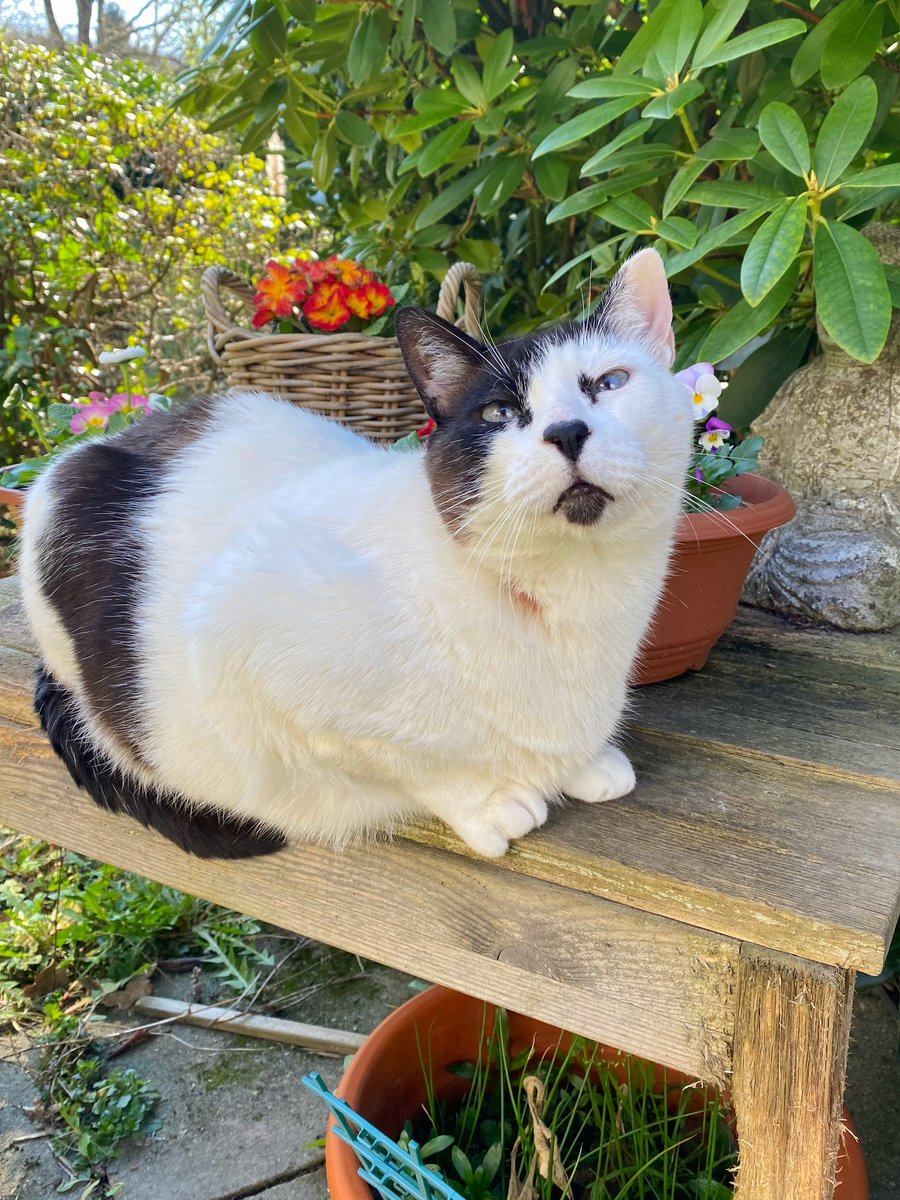 Giuseppe, Rudi & Hannes † tweet media