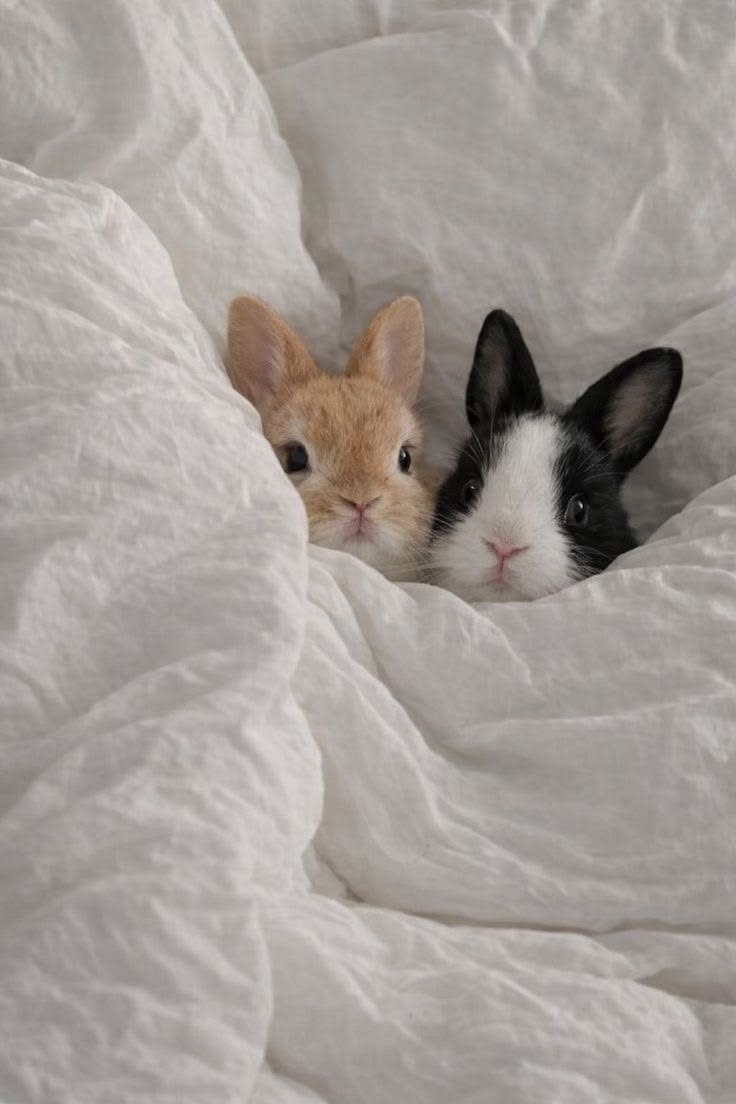 thepopularanimals tweet media