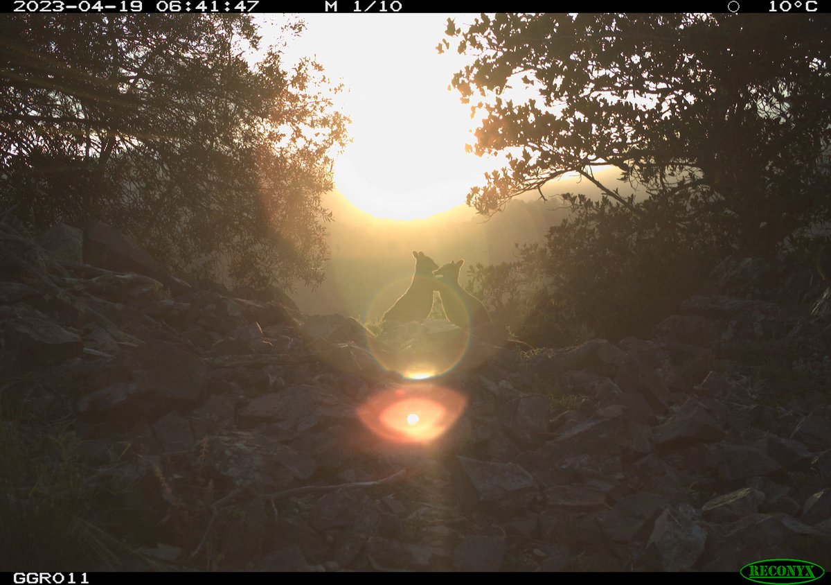 trailcam tweet media